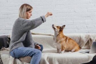 Lezione individuale cane e proprietario all'aperto