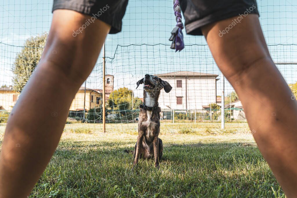 Istruttore cinofilo con cane al campo