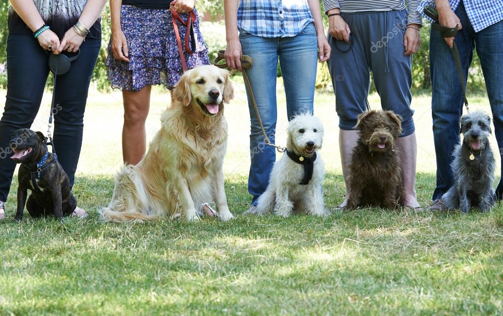 Lezione di gruppo con cani e proprietari in campo