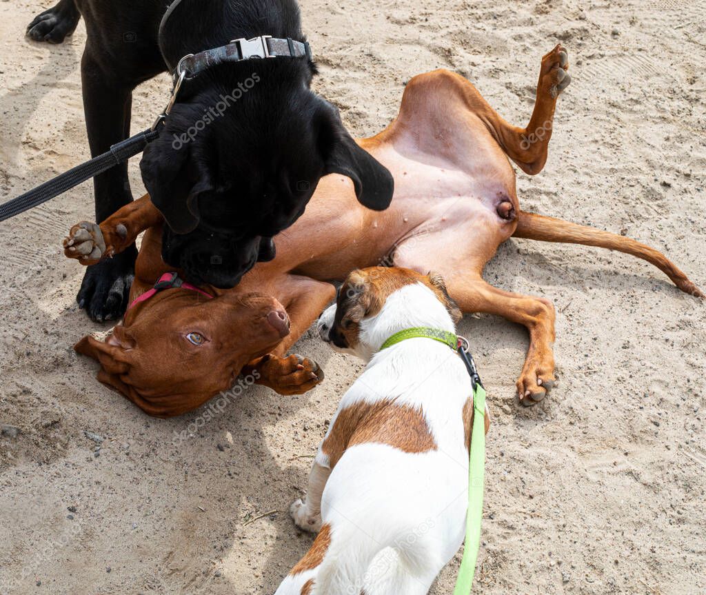 Cani che si annusano e giocano sotto supervisione