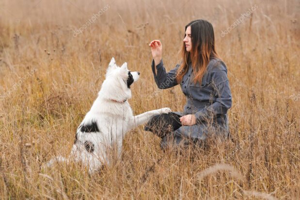 Relazione armoniosa tra cane e proprietario durante l’allenamento