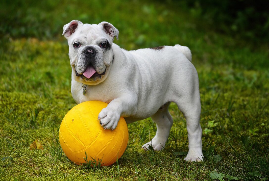 Campo recintato per cani con istruttore