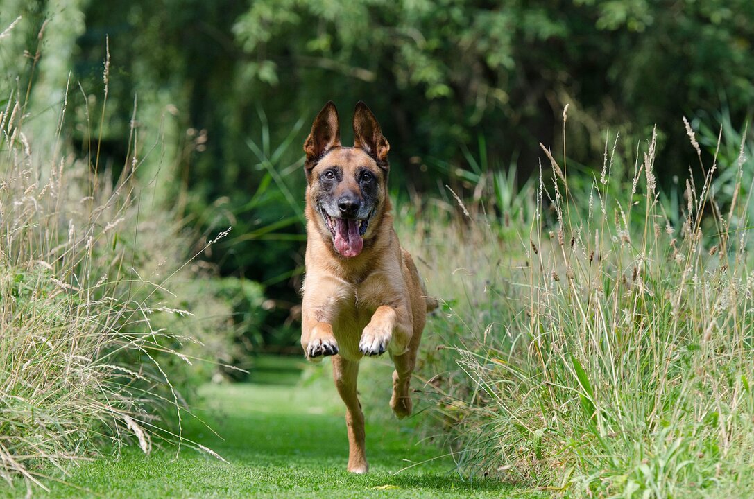 Richiamo del cane riuscito in parco